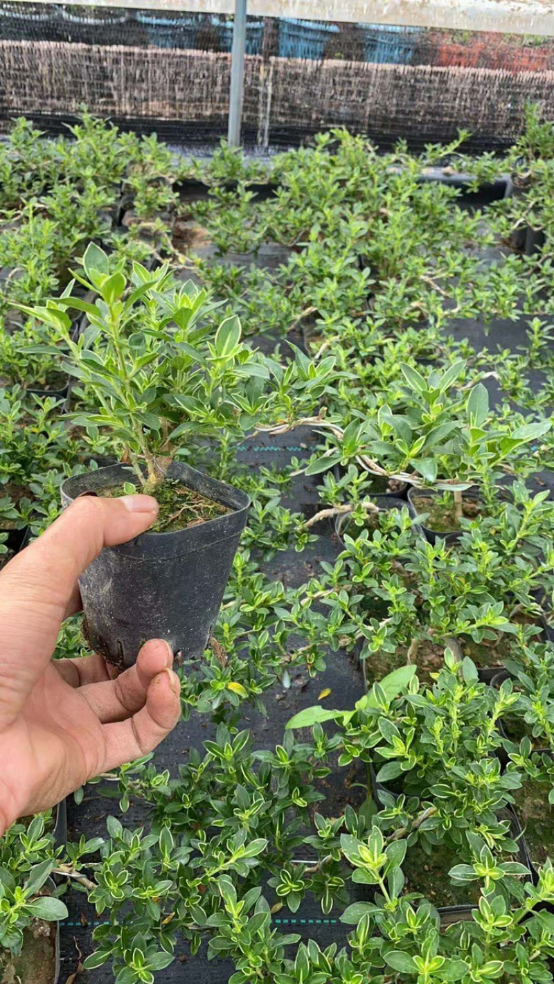 六月雪造型悬崖带盆整箱批发基地直销