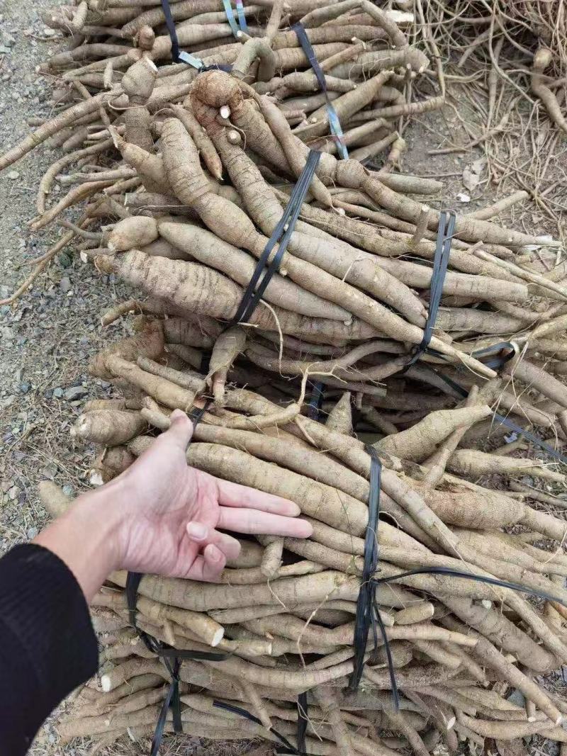 牛大力，（小牛）现货供应，每一条都是很大根，欢迎