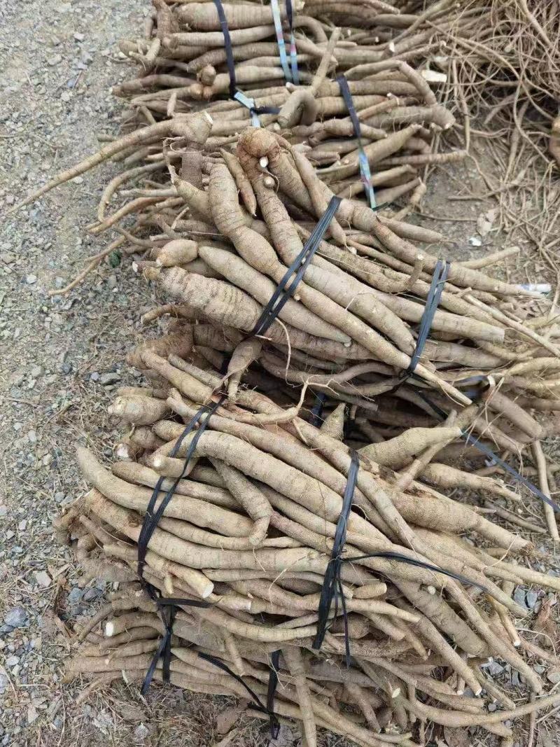牛大力，（小牛）现货供应，每一条都是很大根，欢迎