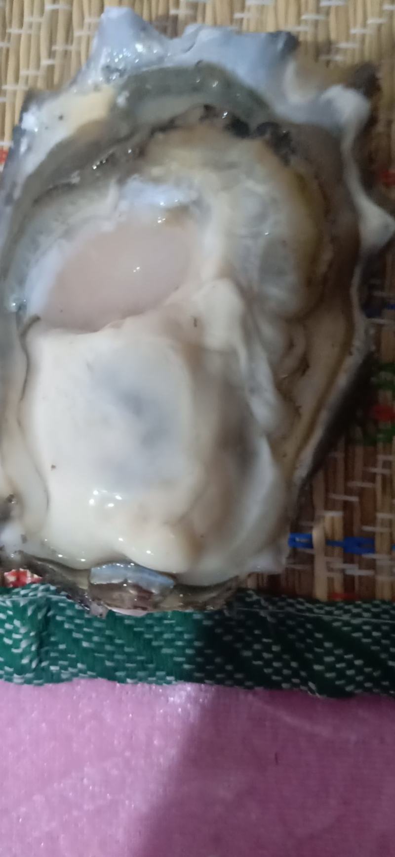大连蚝1-2机洗统货八成肥货量大出货稳定机洗发货