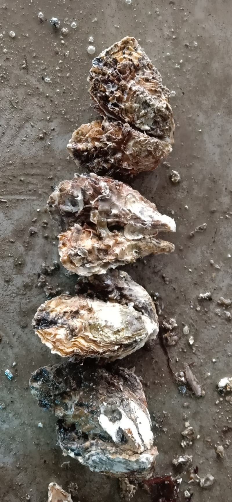 大连蚝1-2机洗统货八成肥货量大出货稳定机洗发货
