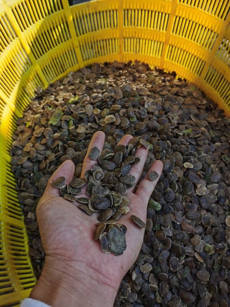 正宗海南黄花梨种子批发海南产地直发质量保证