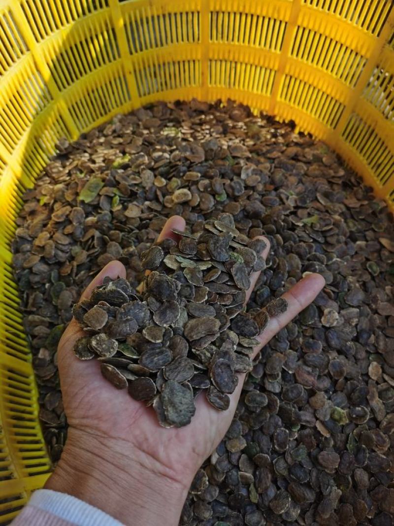 正宗海南黄花梨种子批发海南产地直发质量保证