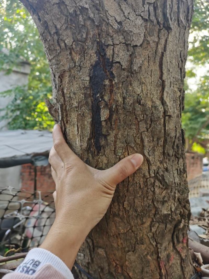 正宗海南黄花梨种子批发海南产地直发质量保证