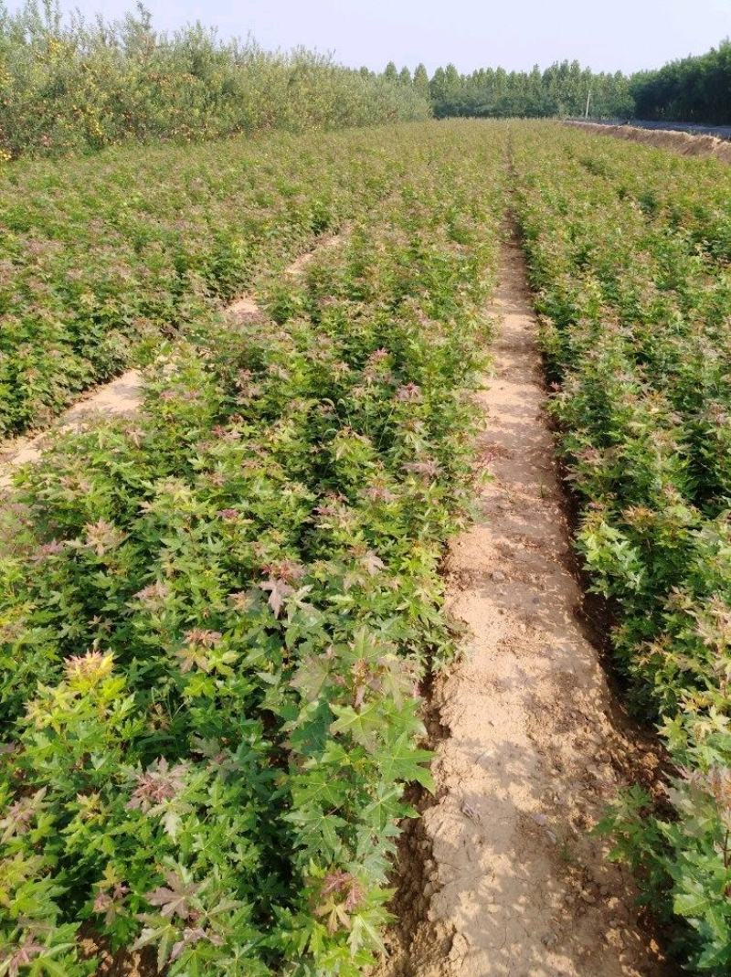 枫香小苗批发，江西枫香小苗基地，常年供应枫香苗