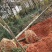 枫香小苗批发，江西枫香小苗基地，常年供应枫香苗