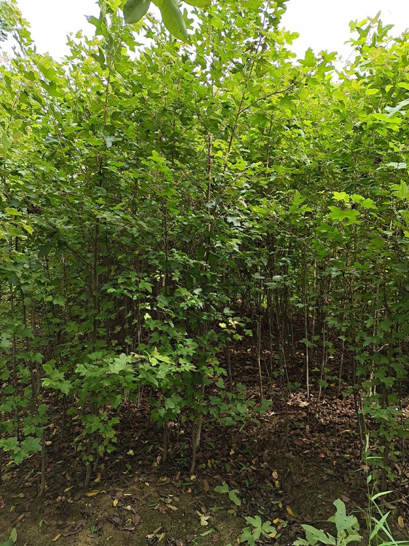 枫香小苗批发，江西枫香小苗基地，常年供应枫香苗