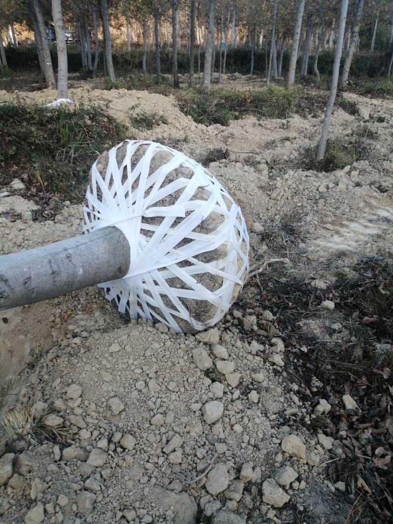 枫香小苗批发，江西枫香小苗基地，常年供应枫香苗