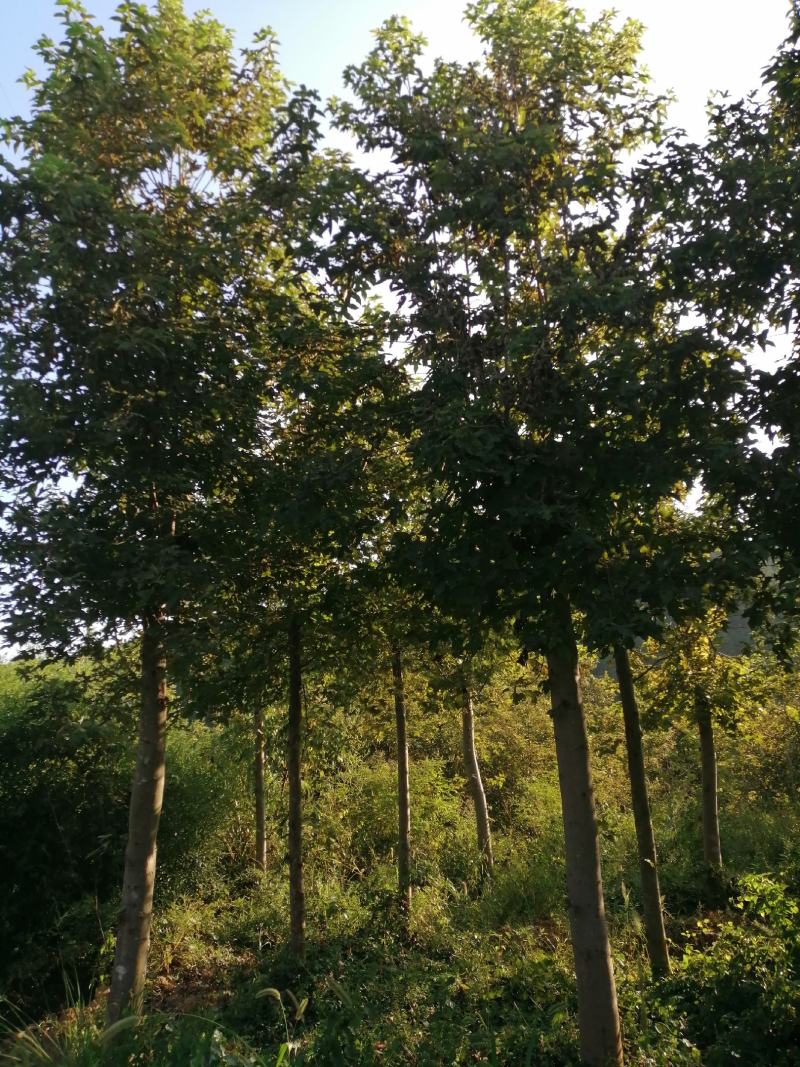 枫香小苗批发，江西枫香小苗基地，常年供应枫香苗