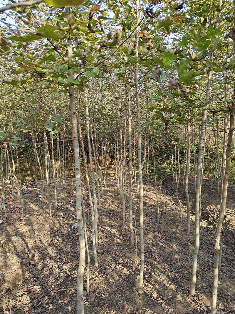 枫香小苗批发，江西枫香小苗基地，常年供应枫香苗