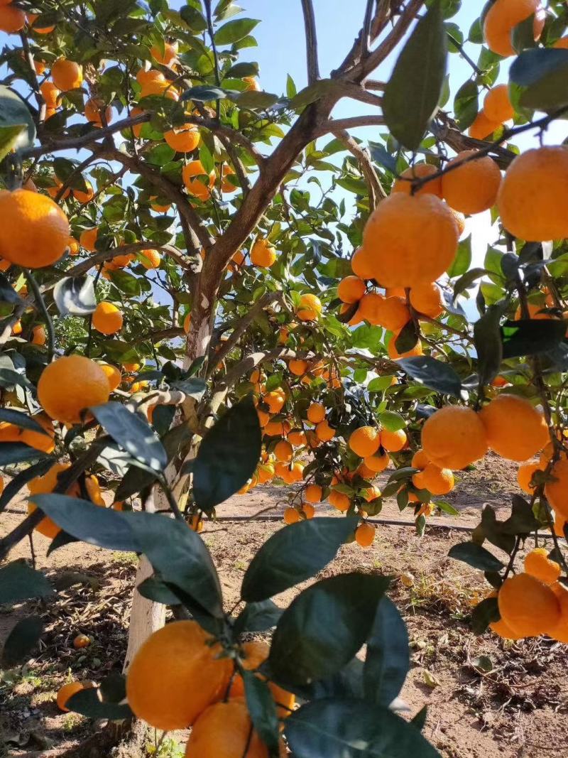 黄果柑酸甜水果阳光味道