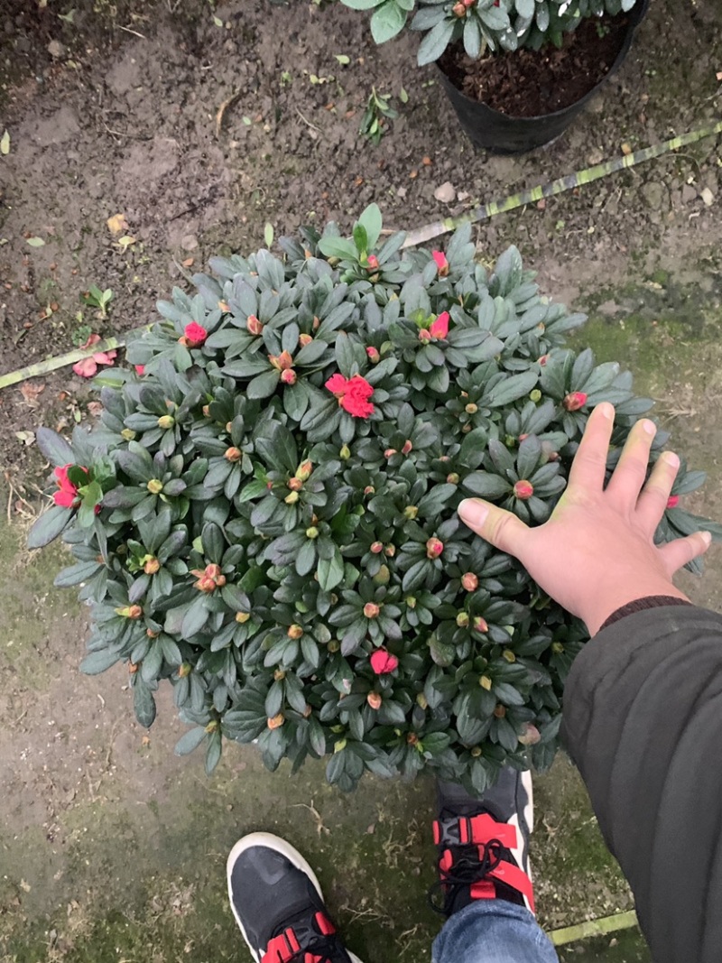 杜鹃，梅红杜鹃，樱桃红，西玛，小桃红，福建龙岩永福基地
