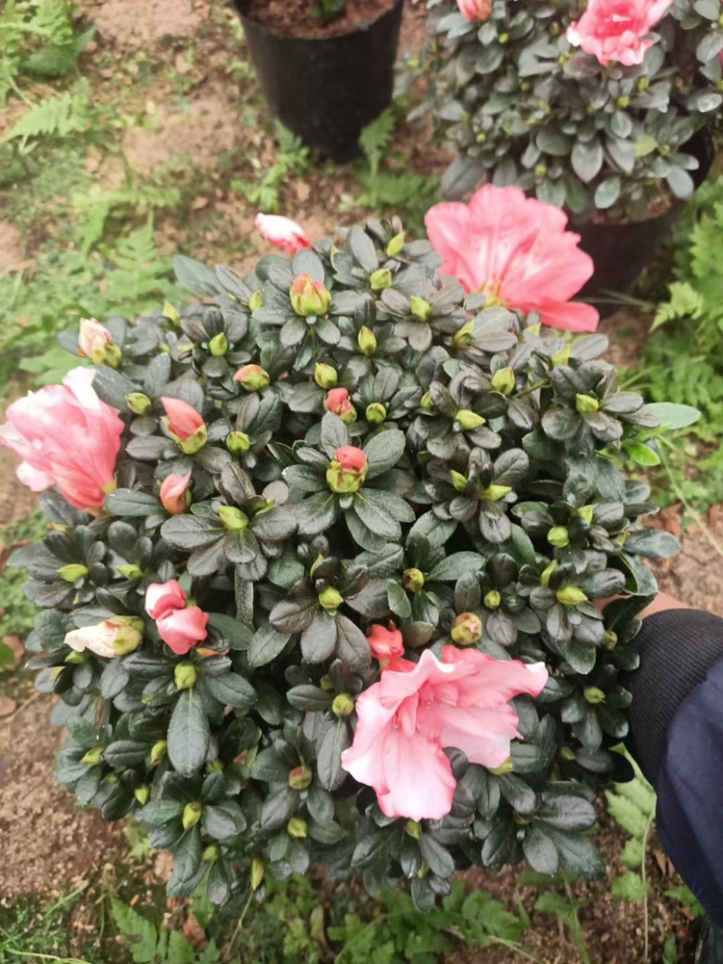 杜鹃，梅红杜鹃，樱桃红，西玛，小桃红，福建龙岩永福基地