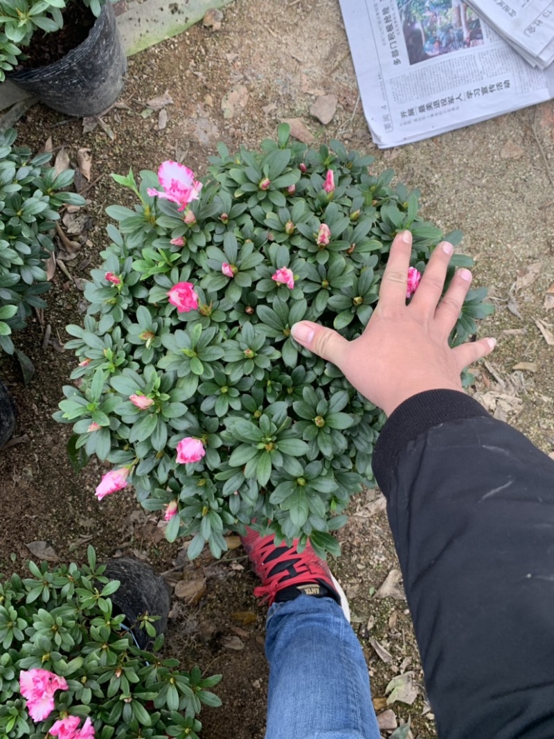 杜鹃，梅红杜鹃，樱桃红，西玛，小桃红，福建龙岩永福基地