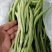 产地直供云南豆王无丝豆、架豆王、无筋豆