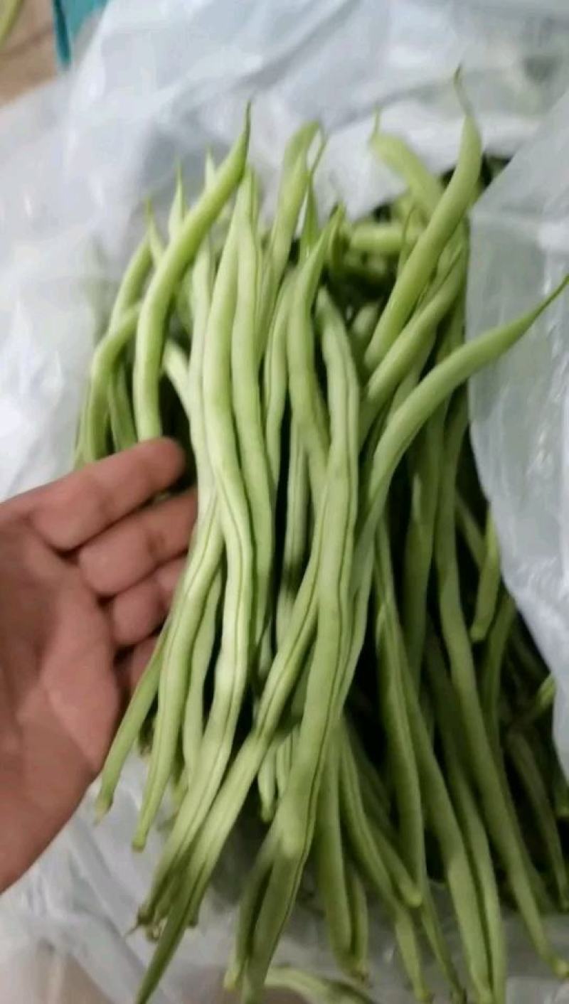 产地直供云南豆王无丝豆、架豆王、无筋豆