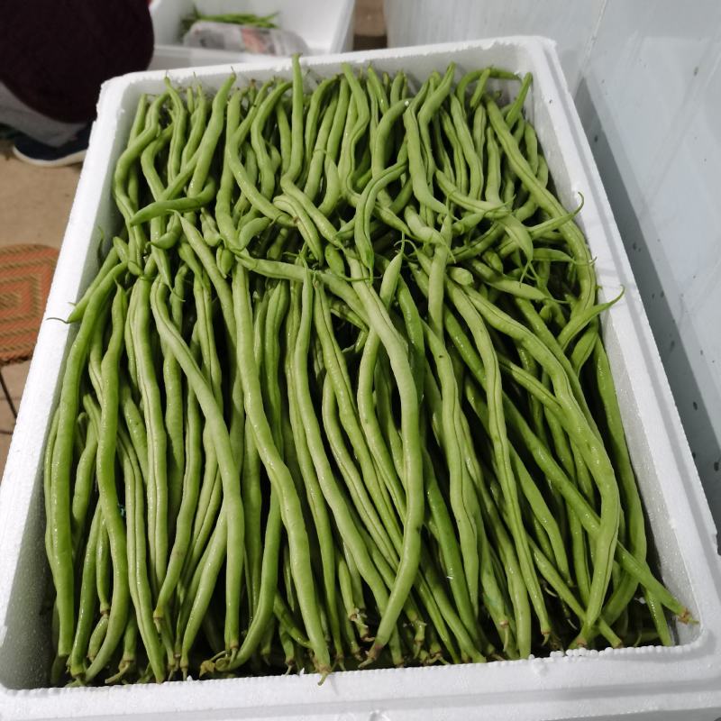 产地直供云南豆王无丝豆、架豆王、无筋豆