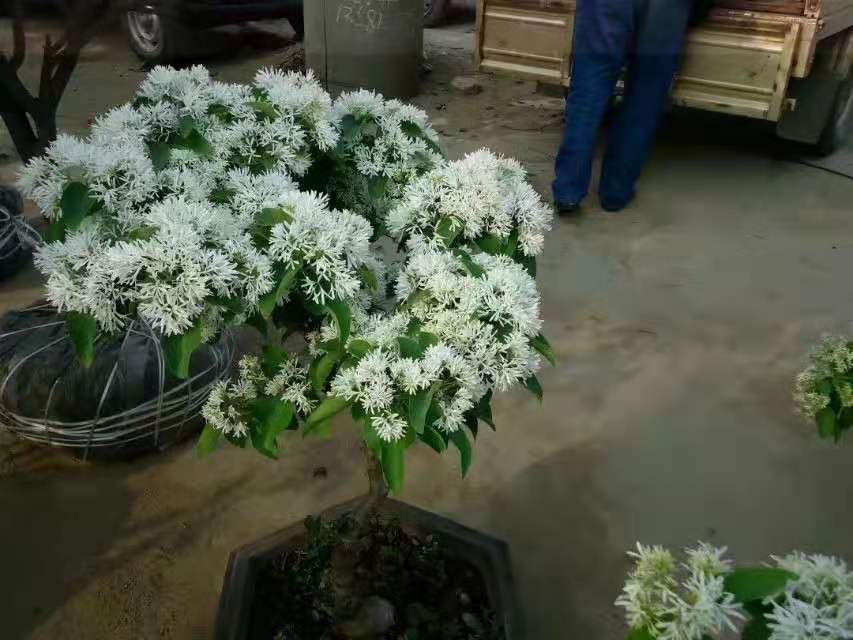八月桂开花状态