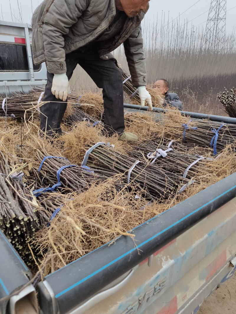 🔥大红袍花椒苗🔥量大从优产地直销！