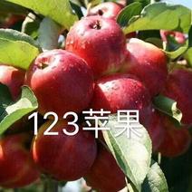 123小苹果口甜脆清香，颜色鲜艳，产地直销，货源充足。