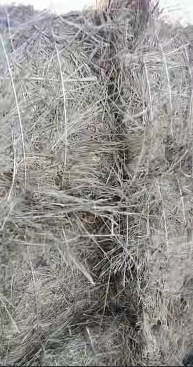 牧草饲草牛马场草碱草杂草