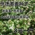 芽苗菜种籽苦荞麦甜荞麦种子四季可播可三角麦花荞