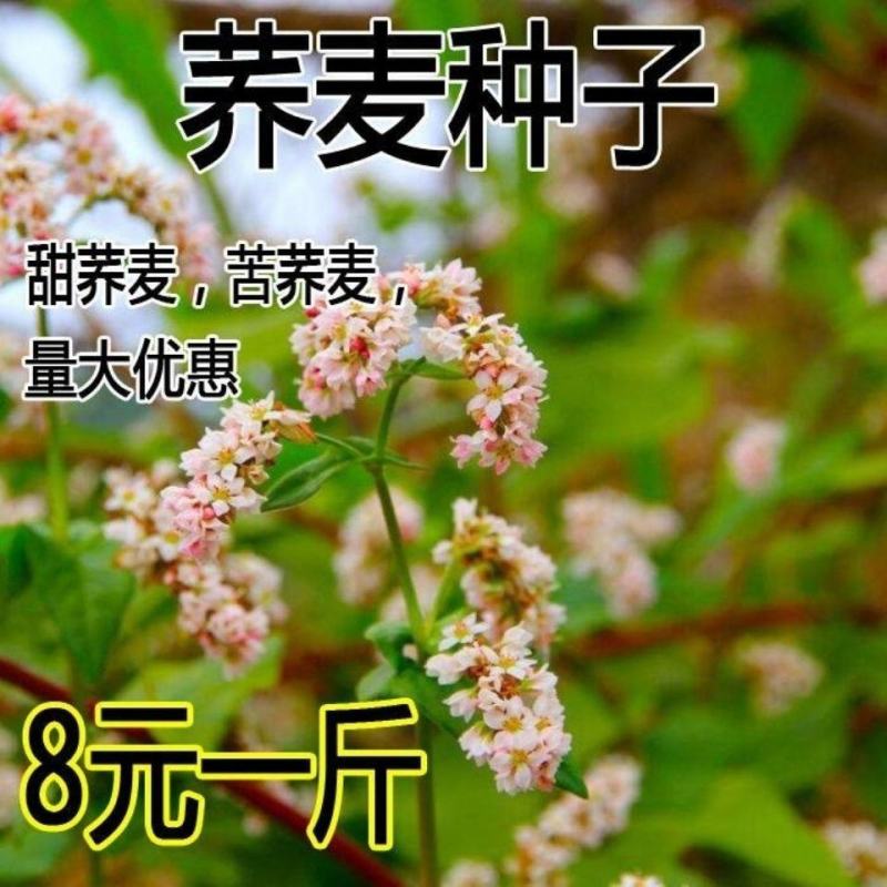 芽苗菜种籽苦荞麦甜荞麦种子四季可播可三角麦花荞