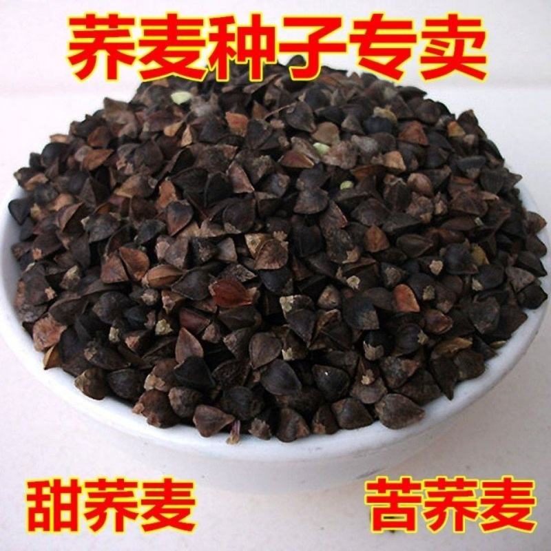 芽苗菜种籽苦荞麦甜荞麦种子四季可播可三角麦花荞