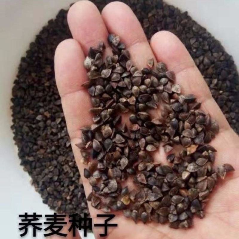 芽苗菜种籽苦荞麦甜荞麦种子四季可播可三角麦花荞