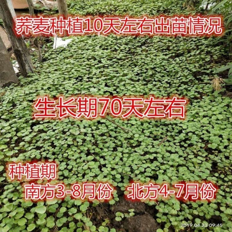 芽苗菜种籽苦荞麦甜荞麦种子四季可播可三角麦花荞