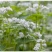 芽苗菜种籽苦荞麦甜荞麦种子四季可播可三角麦花荞