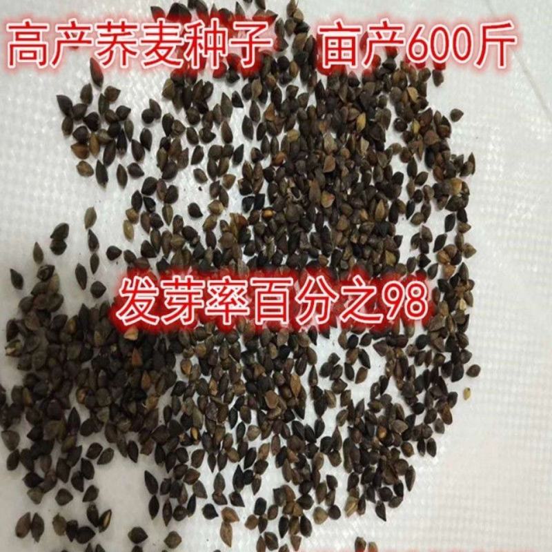 芽苗菜种籽苦荞麦甜荞麦种子四季可播可三角麦花荞