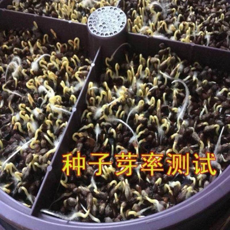 芽苗菜种籽苦荞麦甜荞麦种子四季可播可三角麦花荞