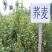 芽苗菜种籽苦荞麦甜荞麦种子四季可播可三角麦花荞