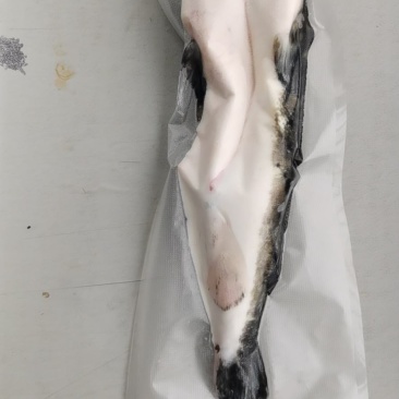 河豚，东方红鳍豚？欢迎全国各地老板