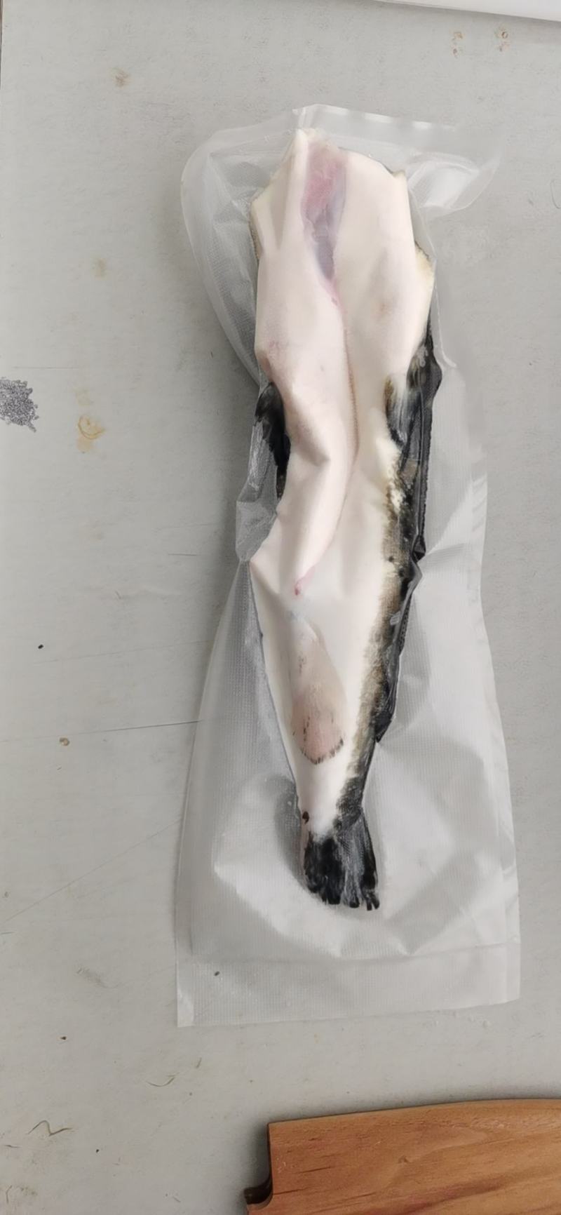 河豚，东方红鳍豚？欢迎全国各地老板