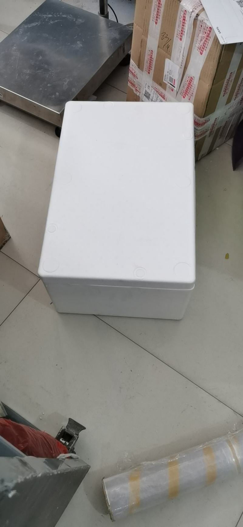 河豚，东方红鳍豚？欢迎全国各地老板