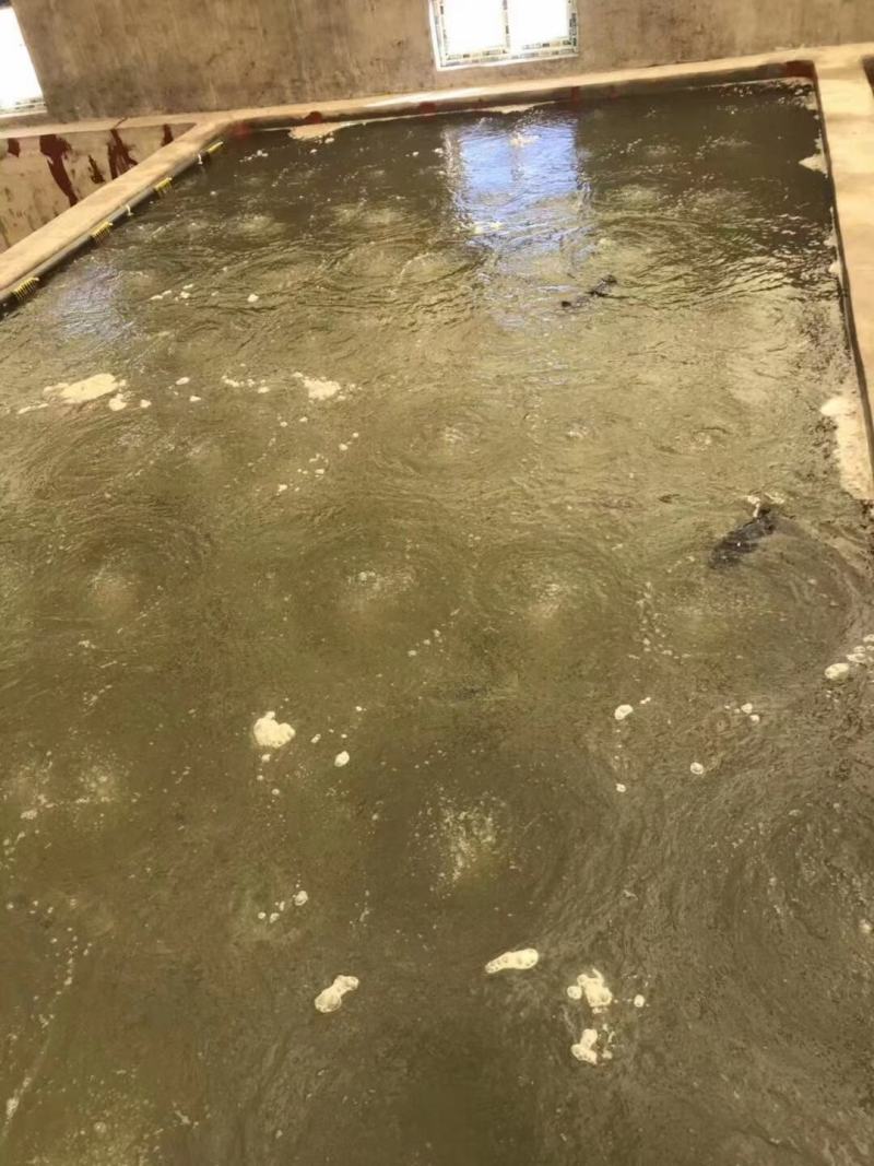 河豚，东方红鳍豚？欢迎全国各地老板