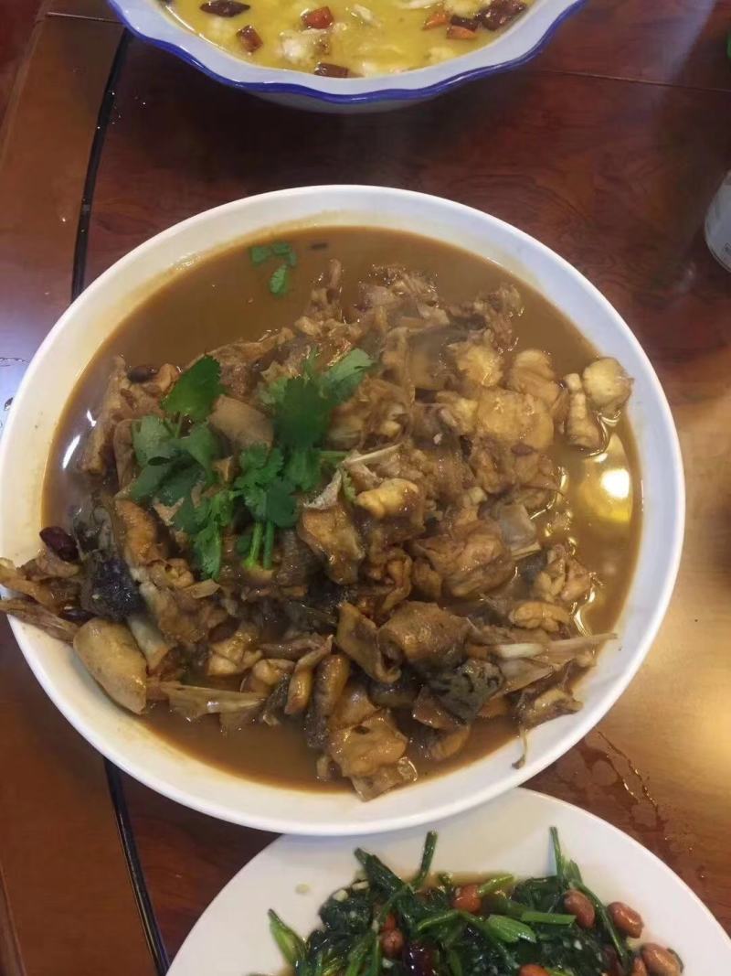 河豚，东方红鳍豚？欢迎全国各地老板