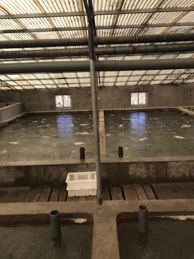 河豚，东方红鳍豚？欢迎全国各地老板