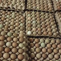 养殖场常年供应新鲜优质野鸡蛋，量大不断货，保证新鲜！一手