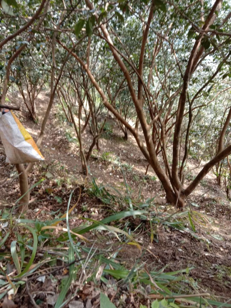 原产地纯正野生山茶油