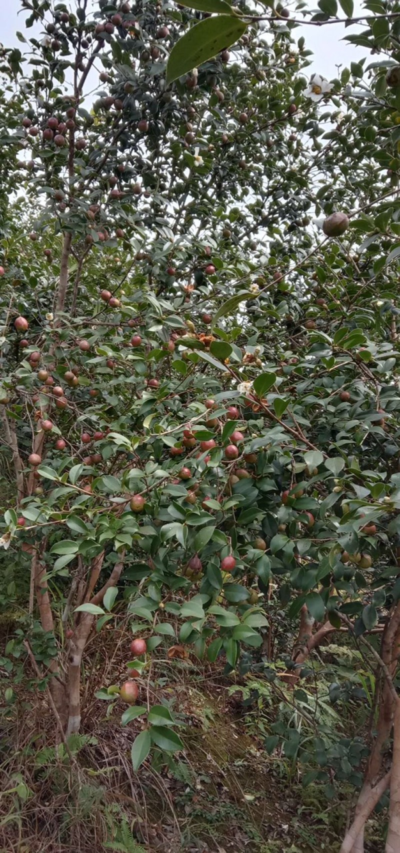 原产地纯正野生山茶油