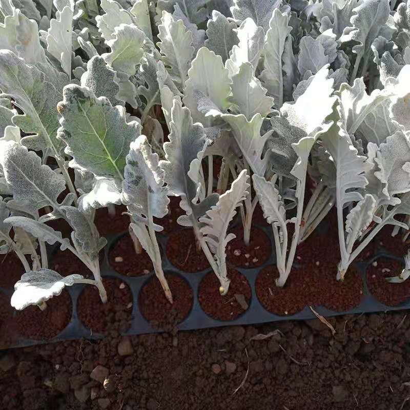 云南银叶菊苗，基地直销各种盆栽，地栽，绿化工程