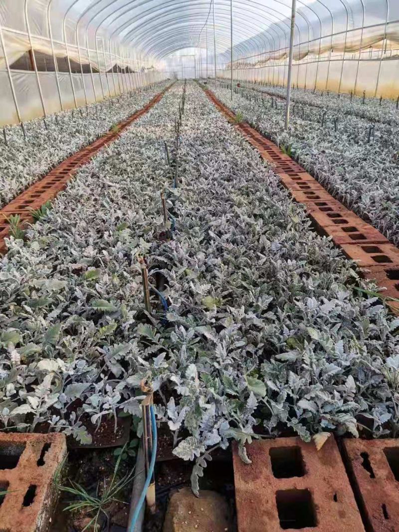 云南银叶菊苗，基地直销各种盆栽，地栽，绿化工程