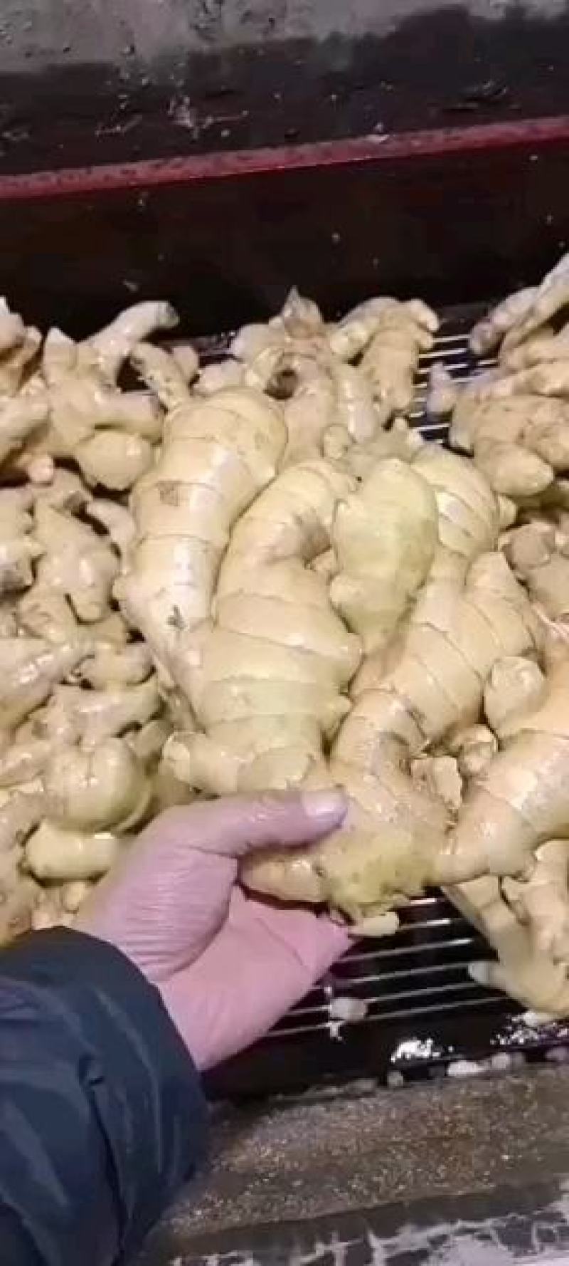 优质大小黄姜鲜姜产地一手货源【电商货直供货源充足】