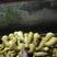 【精品热卖】大黄姜产地批发，常年供应品种齐全，全国发货