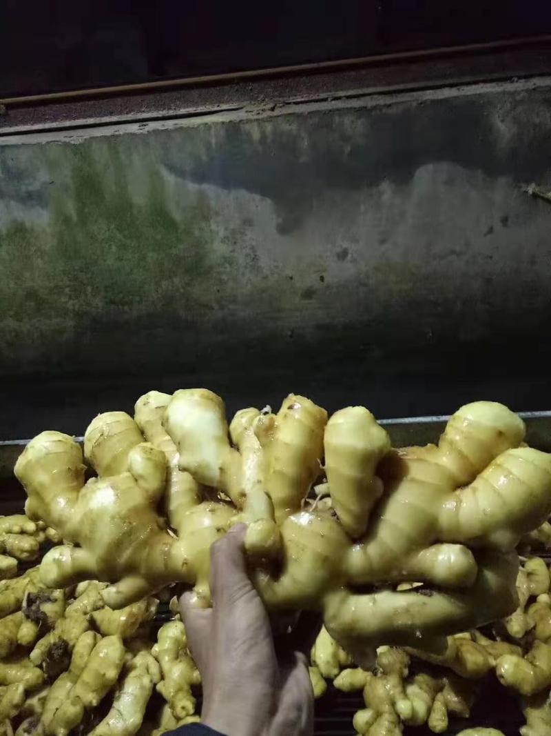 【精品热卖】大黄姜产地批发，常年供应品种齐全，全国发货
