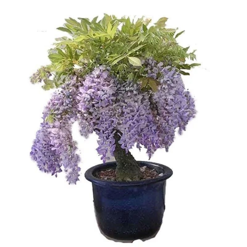 紫藤四季开花盆栽绿植花卉紫