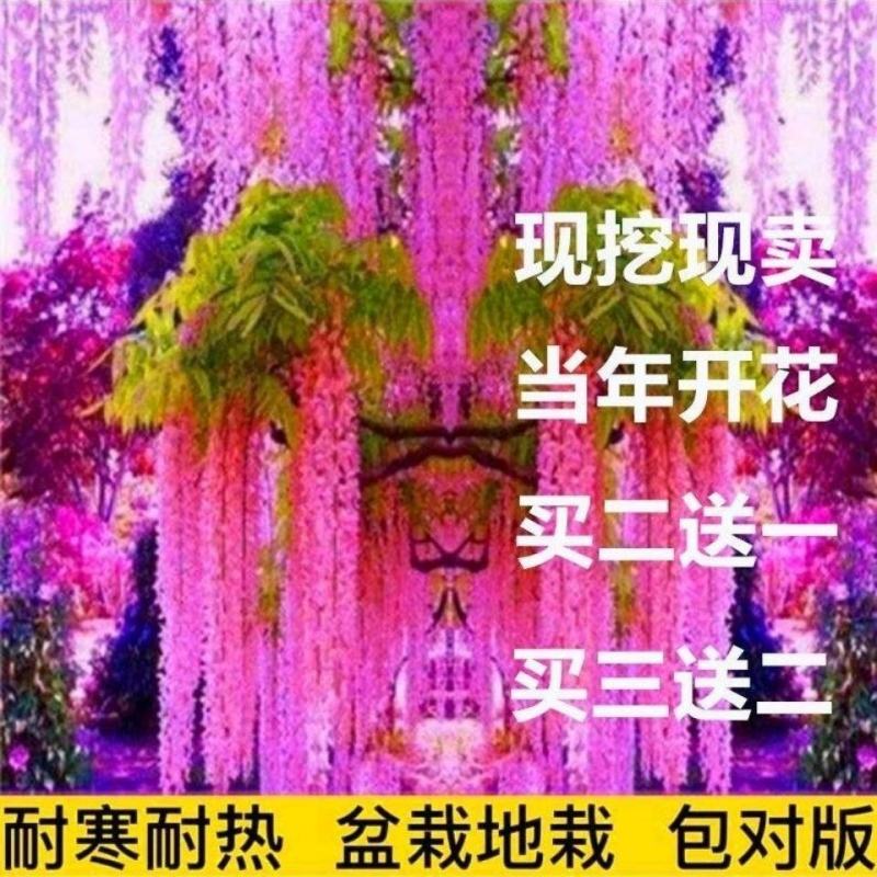 紫藤四季开花盆栽绿植花卉紫
